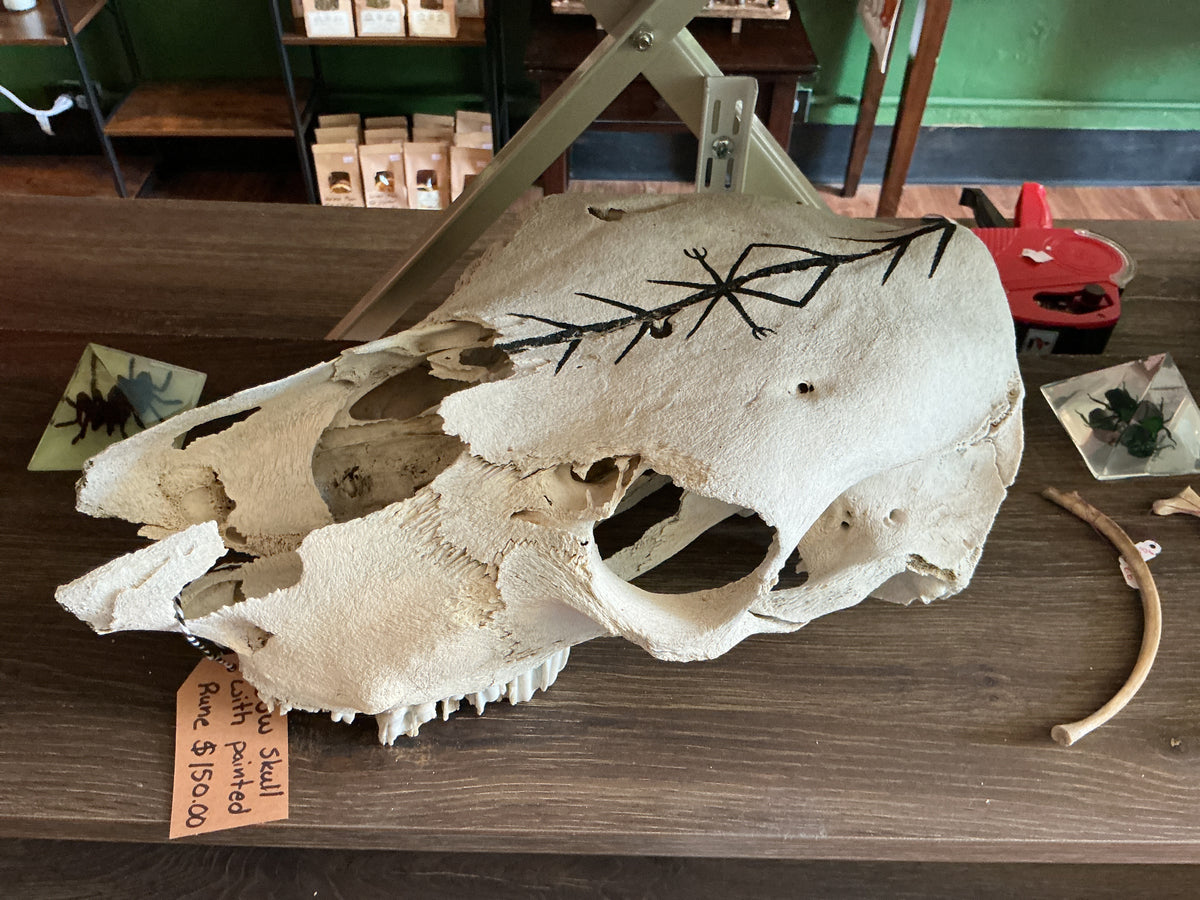 Cow Skull W/ Rune Symbol