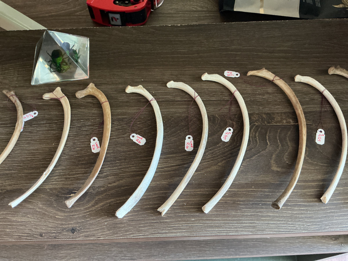 Bones
